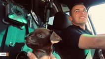 Rescued Puppy Becomes Newest Member Of LAPD's K-9 Unit