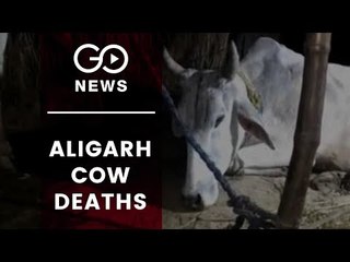 Cows Die After Eating Garbage