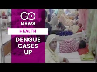Rise In Dengue Cases