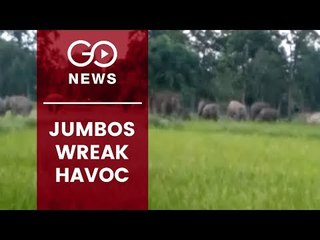 Elephants On Rampage In Odisha