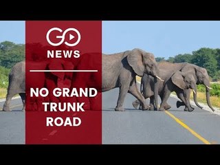 Elephants On A Route Rout