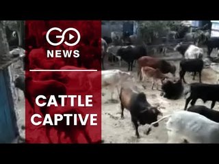 Cattle Kept Captive