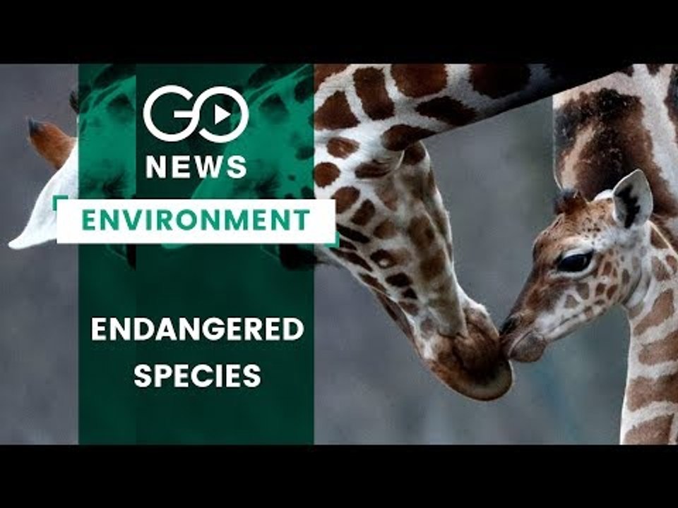 The Vanishing Giraffe