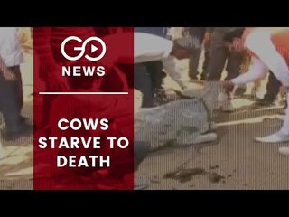 Cows Starve To Death In Agra Shelter