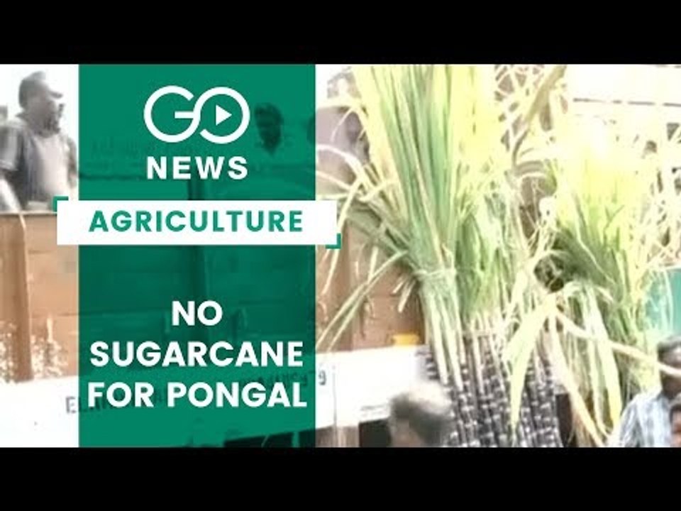 Muted Pongal Celebration