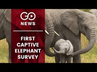 First Captive Elephant Survey
