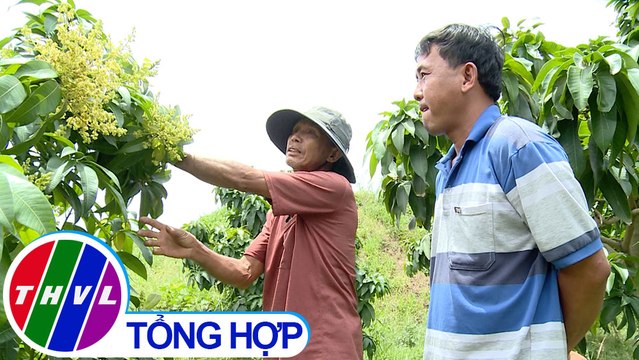 THVL | Nông nghiệp bền vững: Xử lý ra hoa xoài an toàn, bền vững