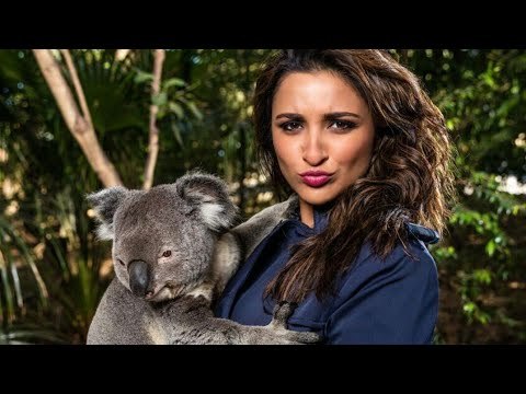 Parineeti Chopra Trolled For Pic With Koala on INSTAGRAM | SpotboyE