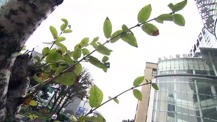 2019.10.8 김진의 돌직구쇼 오프닝