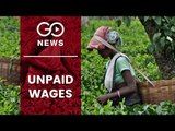 Unpaid Wages in Assam Tea Gardens