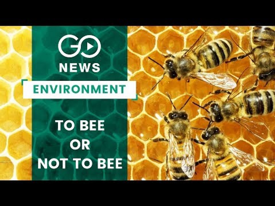 The Value Of Bees