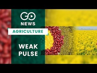 Pulses & Oilseed Production Down