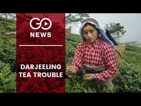 Darjeeling Tea Troubles
