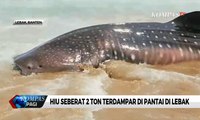 Di Lebak, Hiu Seberat 2 Ton Terdampar di Pantai