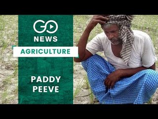 Maharashtra Paddy Farmers Face Water Scarcity
