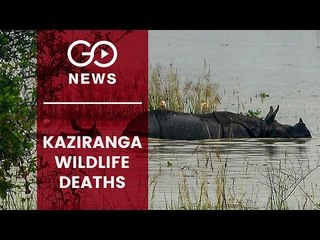 Kaziranga Deluge Takes Toll On Wildlife