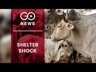 Crumbling Cow Shelters In UP