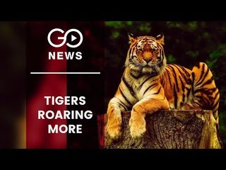 India Reaches Carrying Capacity Of Tigers