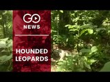 Three Leopards Found Dead In Uttarakhand