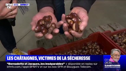 Descargar video: À cause de la sécheresse, la récolte de châtaignes s'annonce moins importante que l'an dernier