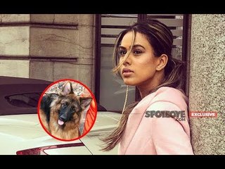 Nia Sharma Attacked By Dogs During Ishq Mein Marjawan Shoot