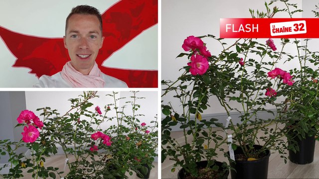 FLASH | Coudekerque-Branche - Rose Coud'Coeur