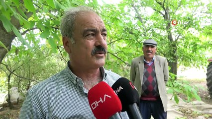 Adilcevaz’da ceviz hasadı başladı