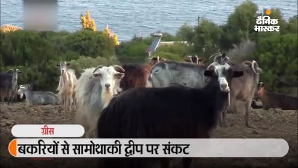 बकरियों से सामोथ्राकी द्वीप पर संकट