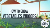 How to Grow Vegetables Indoors | Kitchen Garden | Tofiq Pasha