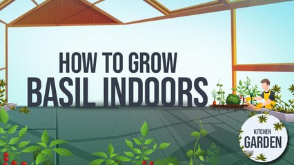 How to grow Basil Indoors | Kitchen Garden | Tofiq Pasha | Masala TV
