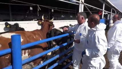 Aksaray’da hayvanlara şap aşılama çalışması başladı