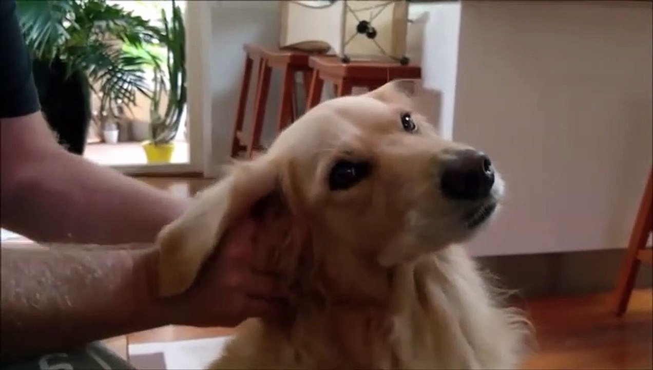 Ce chien est accro au massage du cou !
