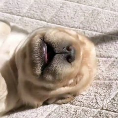 Écoutez ce chien dans son sommeil ; vous allez vous tordre de rire
