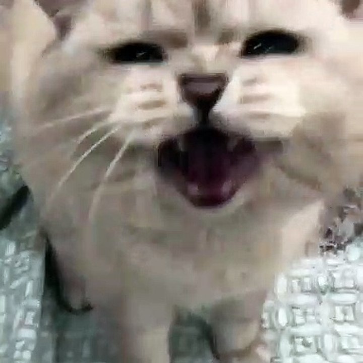 Ce chat en manque de calins; en réclame de la manière la plus adorable qui soit