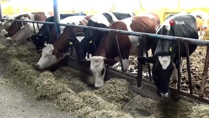 Aksaray'da hayvanlara şap aşılama çalışması başladı