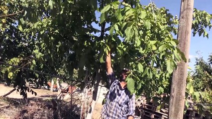 Sağlıklı ve mutlu yaşam için 'ceviz tüketin' önerisi - KARAMAN