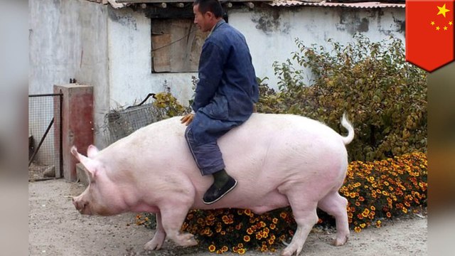 豬瘟救星 中國豬農養出500公斤「神豬級」巨豬