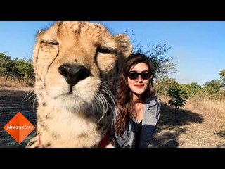 Kriti Sanon Receives Backlash As She Poses For A Selfie With Cheetah | SpotboyE