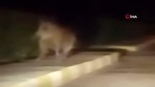 Yaban domuzu yerleşim alanına indi...Domuzu gören vatandaşın tepkileri gülümsetti