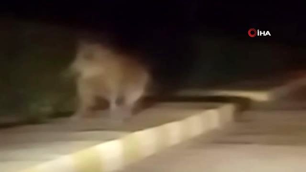 Yaban domuzu yerleşim alanına indi...Domuzu gören vatandaşın tepkileri gülümsetti