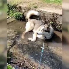 Ce toutou est au paradis et s’amuse comme un enfant !