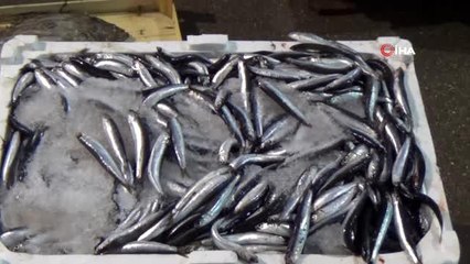 Adeta dört gözle beklenen "Palamut" balıkçı tezgahlarındaki yerini aldı