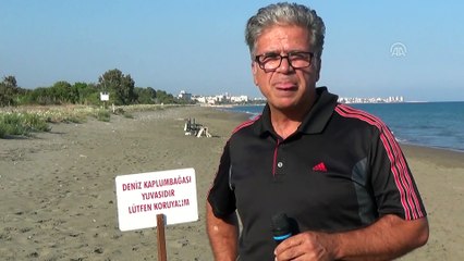 Kaplumbağa yavruları denizle buluştu - MERSİN