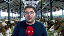 Malatya ineklere klasik müzik dinletip, süt verimini artırdı