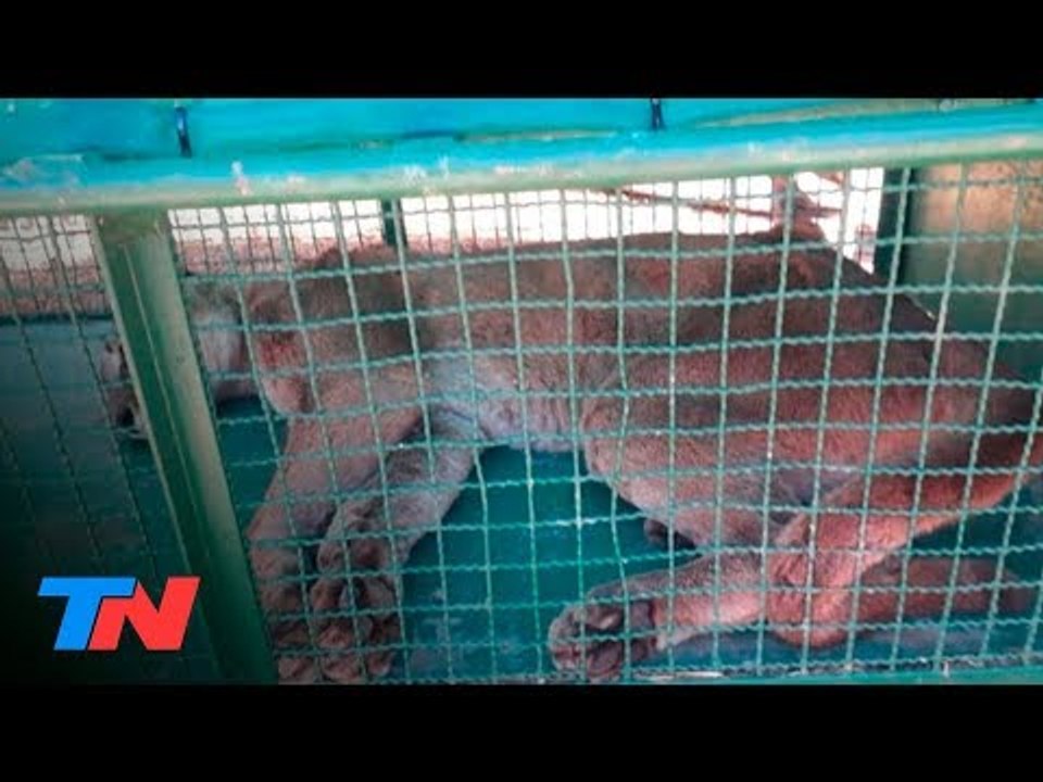 ¡Pánico en Ostende por un puma!