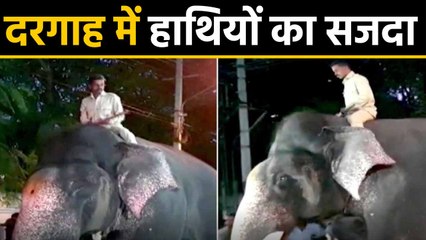 Dusshera पर Elephants ने दरगाह पर किया सजदा, लोगों को कराएंगे 'Jamboo Savari' | वनइंडिया हिंदी