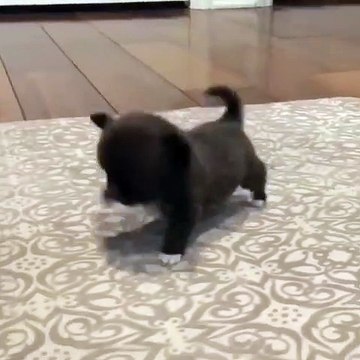 L'instant meugnon ! Les premiers pas d'un petit toutou font craquer le web