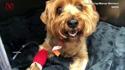 Vets Remove Nearly 4-Inch Long BBQ Skewer From Small Dog’s Kidney