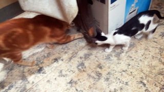 Father Cat Catches Rat Before His Kitty