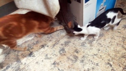 Father Cat Catches Rat Before His Kitty
